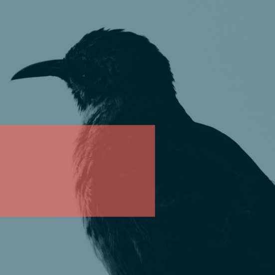 Mocking Bird