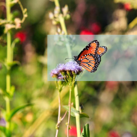 Orange sommerfugl på en lilla blomsterstand med sløret baggrund i en grøn have.