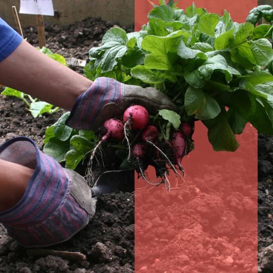 Hænder i havehandsker trækker radiser op af jorden i en køkkenhave.