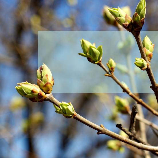 Forårsknopper på en gren med himmel og træer uskarpt i baggrunden.