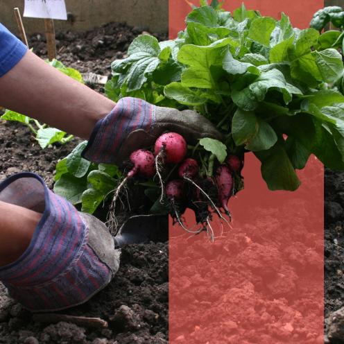 Hænder i havehandsker trækker radiser op af jorden i en køkkenhave.