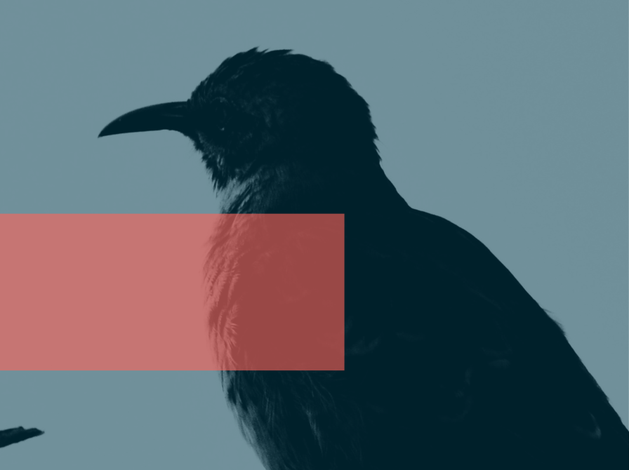 Mocking Bird