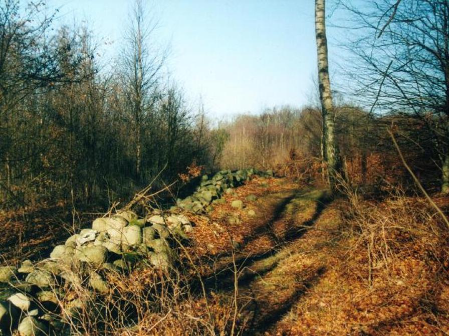foto af skrænt ved Hjortnæs skov
